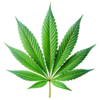 Cannabis Flower Dispensary Delivery Toronto